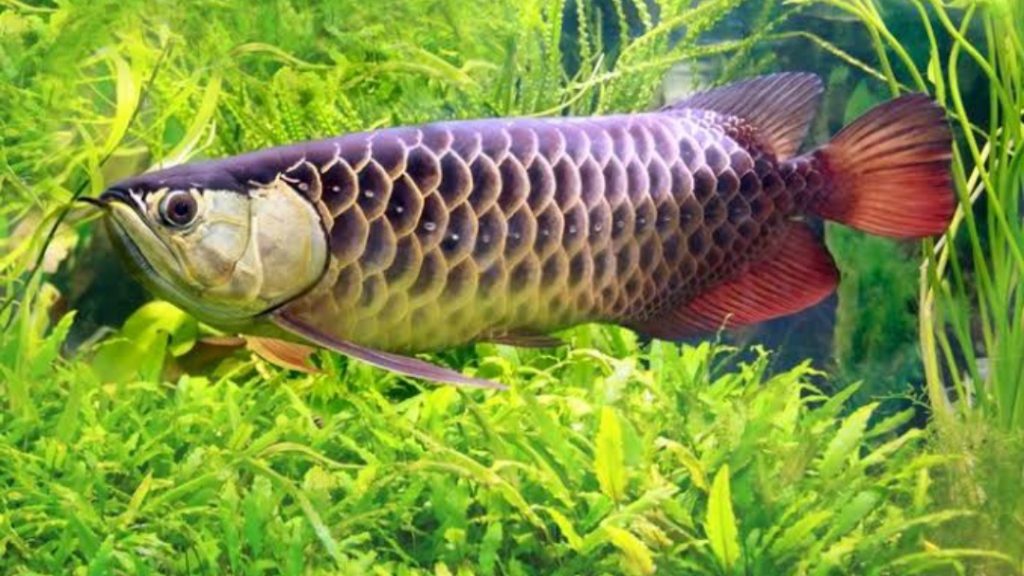 Gambar Ikan Arwana