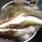 Gambar Ikan Baung