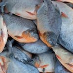 Gambar Ikan Bawal