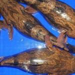 Gambar Ikan Betutu