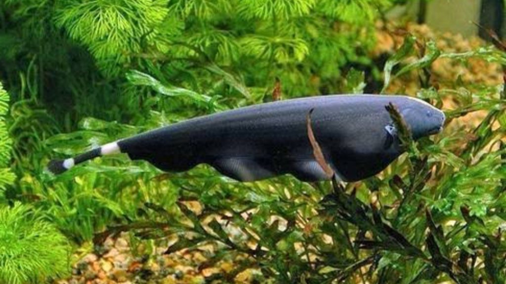 Gambar Ikan Black Ghost