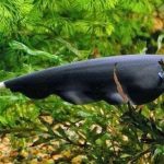 Gambar Ikan Black Ghost