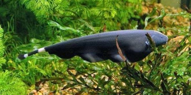 Gambar Ikan Black Ghost