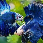 Gambar Ikan Cupang