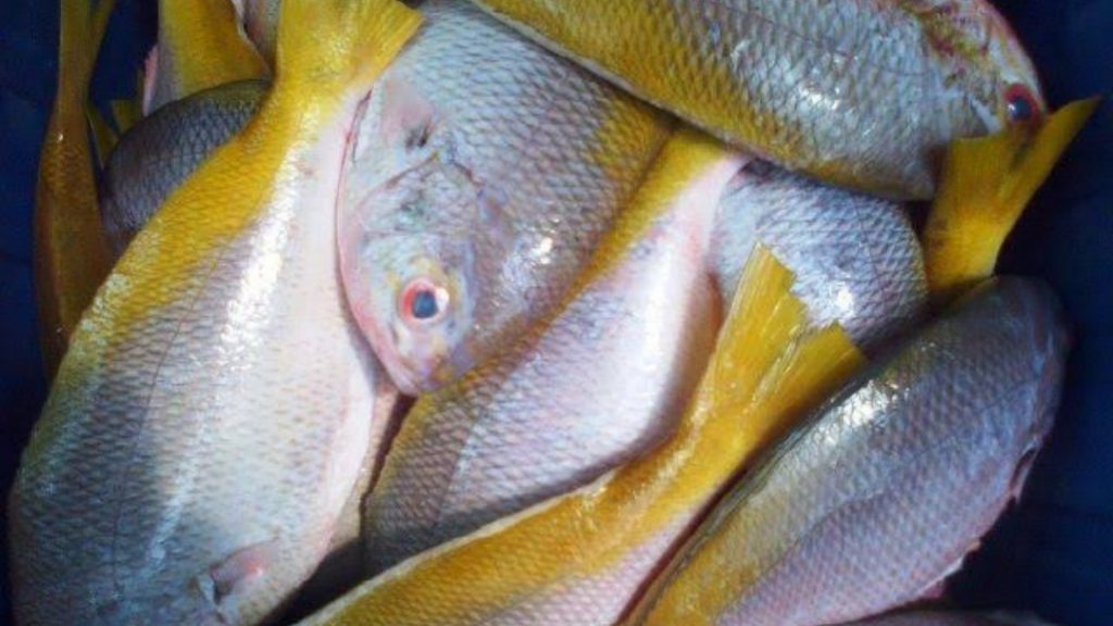 Gambar Ikan Kuning