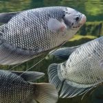 harga ikan gurame