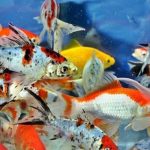 Gambar Ikan Komet