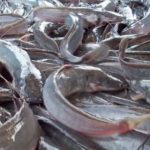 Gambar Ikan Lele