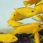 Gambar Ikan Lemon