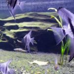 Gambar Ikan Manfish