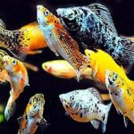 Gambar Ikan Molly