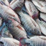 gambar ikan mujair