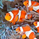 Gambar Ikan Nemo