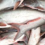 Gambar Ikan Patin