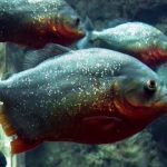 Gambar Ikan Piranha