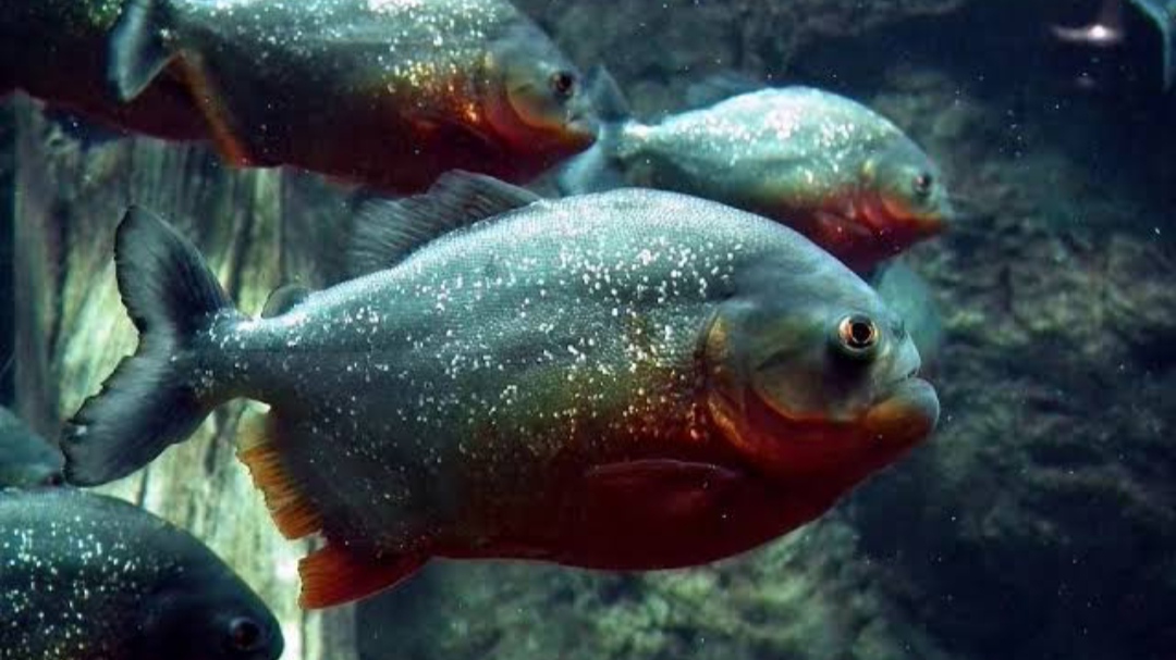 Gambar Ikan Piranha