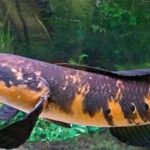 Gambar Ikan Toman