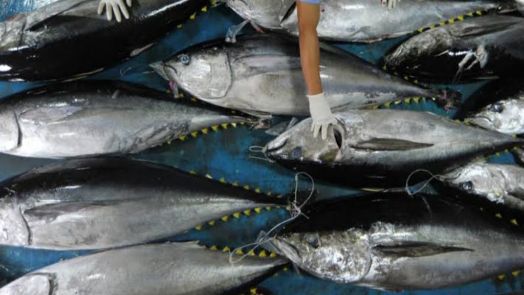 Gambar Ikan Tuna