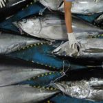 Gambar Ikan Tuna