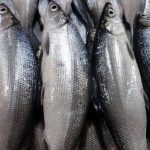 gambar ikan bandeng