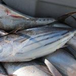 gambar ikan cakalang