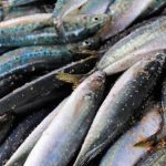 gambar ikan kembung