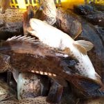 gambar ikan kerapu