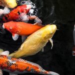 Harga Ikan Koi Blitar