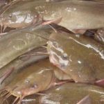 gambar ikan sembilang