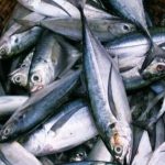 gambar ikan tenggiri