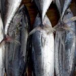 gambar ikan togkol