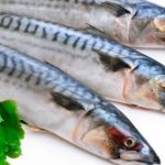 gambar ikan salmon