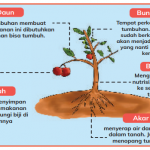 Bagian Tubuh Tumbuhan dan Fungsinya