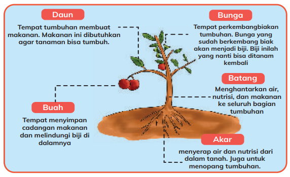 Bagian Tubuh Tumbuhan dan Fungsinya