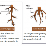 Kunci Jawaban Mengenal Akar Lebih Jauh