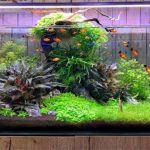Gambar Aquarium