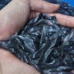 Gambar Bibit Ikan Lele