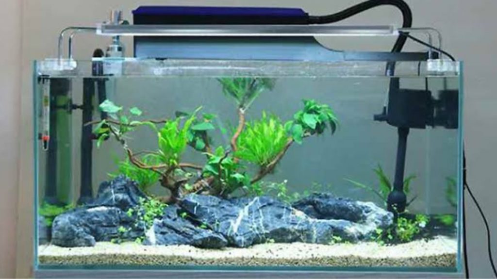 Gambar Filter Aquarium