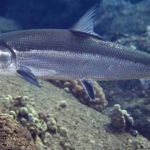 Gambar Ikan Air Payau