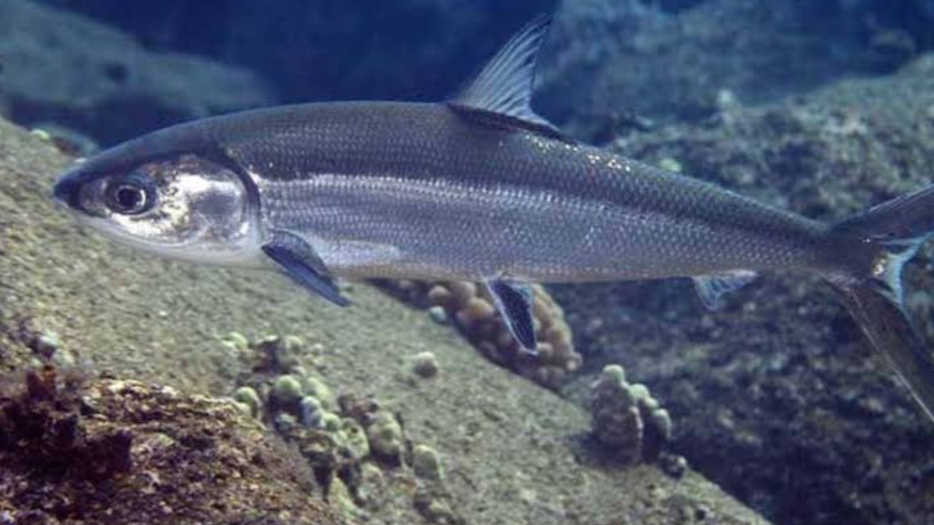 Gambar Ikan Air Payau