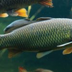 Gambar Ikan Air Tawar
