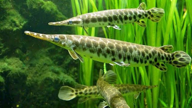 Gambar Ikan Aligator