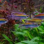 Gambar Ikan Aquascape