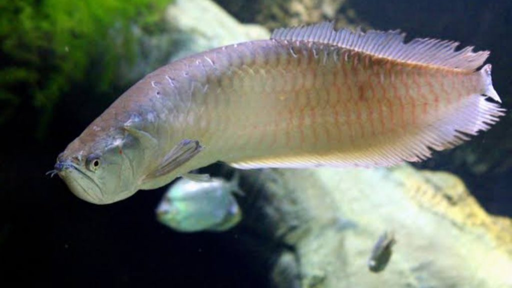 Gambar Ikan Arwana