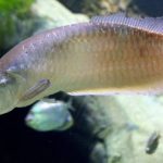 Gambar Ikan Arwana