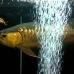 Gambar Ikan Arwana