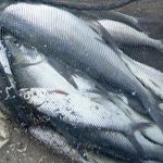 Gambar Ikan Bandeng