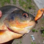 Gambar Ikan Bawal