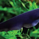 Gambar Ikan Black Ghost