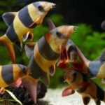 Gambar Ikan Botia